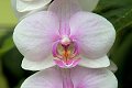 flora bloem bloemen fleur fleurs floral flower flowers orchid orchids orchidee orchideeen orchidees orchis Orchidaceae natuur nature werk aan de muur artheroes werkaandemuur